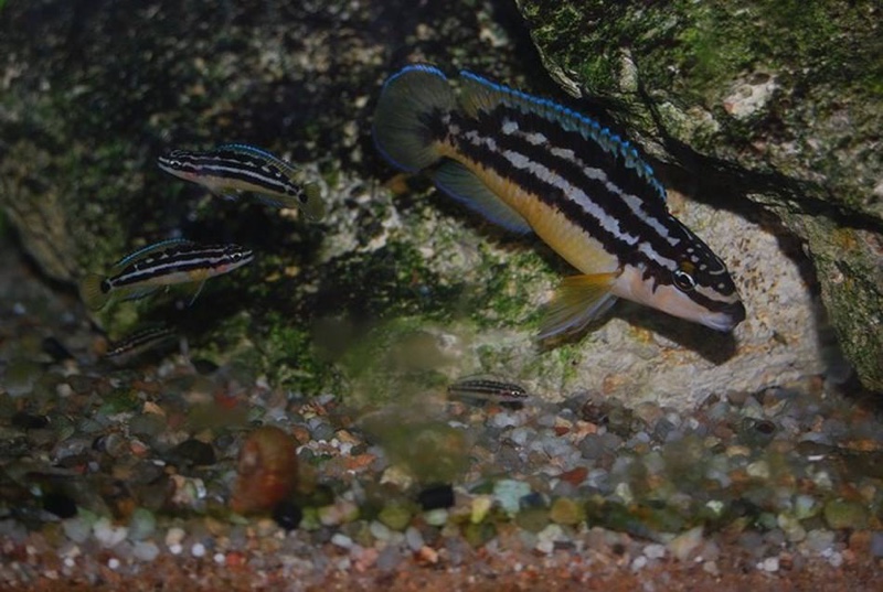 Julidochromis sp. 'ornatus uvira' Uvira